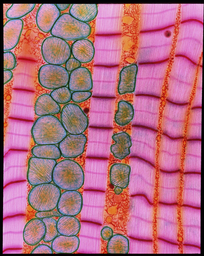 Images Photograph - Coloured Tem Of Healthy Heart (cardiac) Muscle by Steve Gschmeissner