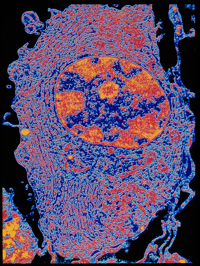 Coloured Tem Of Section Through Normal Human Cell Photograph by Science ...