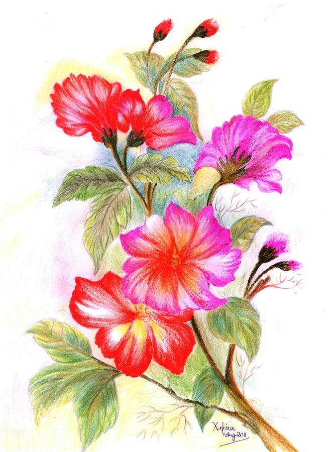 Colourful Flowers Drawing by Xafira Mendonsa