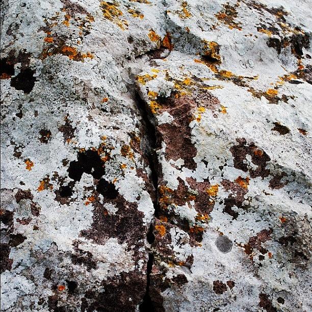 Nature Photograph - Colourful Lichens On A Rock #lichens by Steve Cox