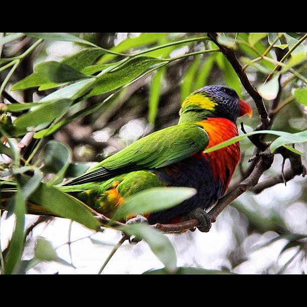 Parrot Photograph - Colourful Parrot #canon60d #canonshots by Avril O