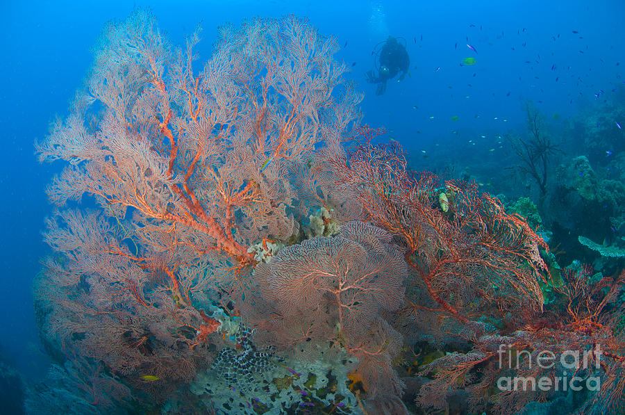 Colourful Sea Fan Seascape, Papua New Photograph by Steve Jones