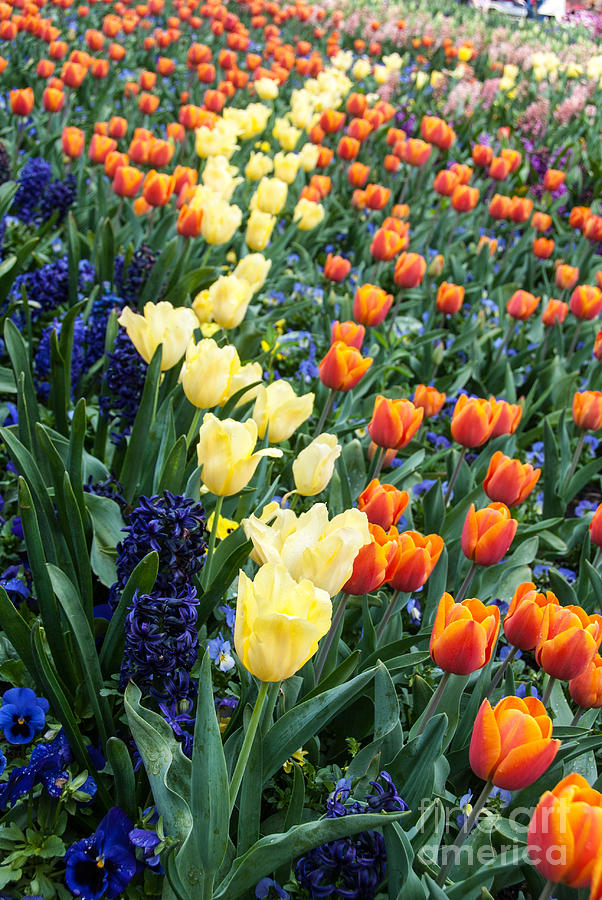 Colourful tulips and hyacinths Photograph by Fran Woods
