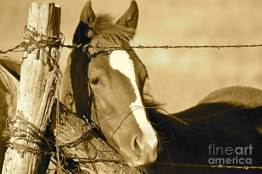 Colt in Sepia Photograph by Pamela Walrath
