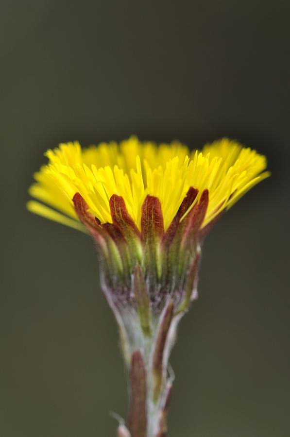 Spring Photograph - Coltsfoot Flower by Colin Varndell