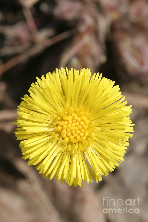 Flowers Still Life Photograph - Coltsfoot Flower by Ted Kinsman