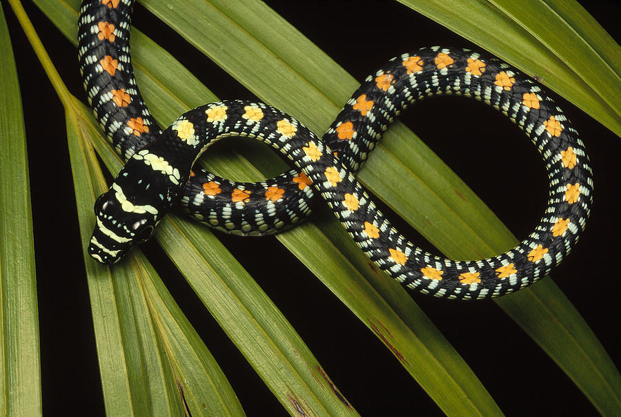 Colubrid Snake Boiga Sp A Flying Snake Photograph by Mark Moffett