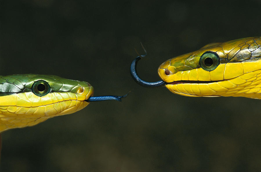 Colubrid Snakes Make Contact Photograph by Heidi and  Hans-Juergen Koch