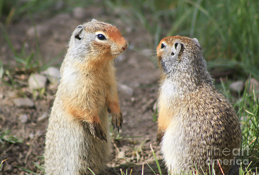 Columbian ground squirrels Photograph by Teresa Zieba