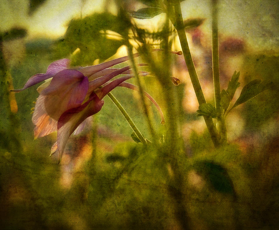 Columbine - Flower of Spring Photograph by Ellen Heaverlo