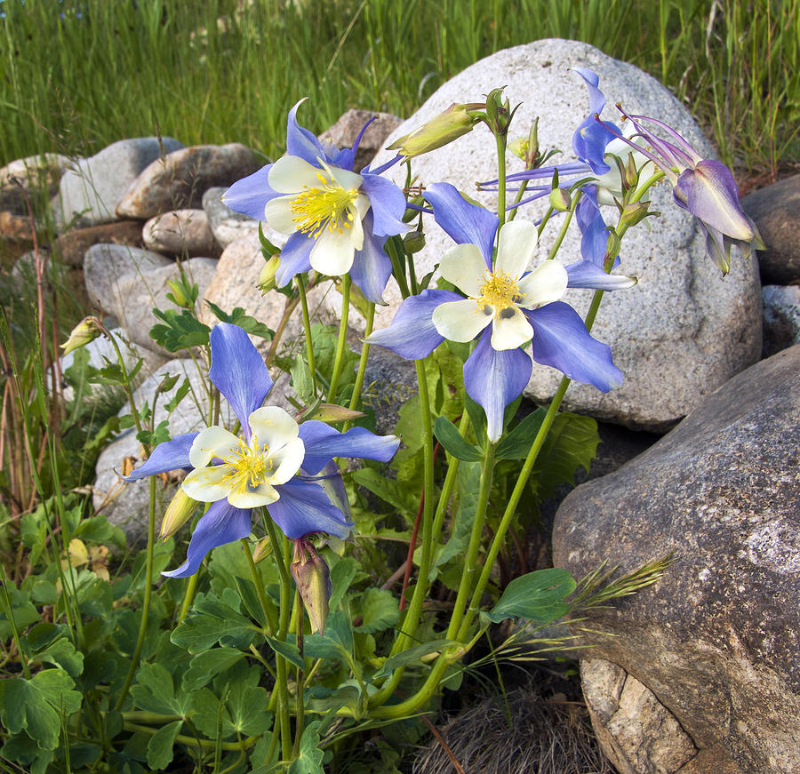 Columbine Colorado State Flower Photograph by James Steele