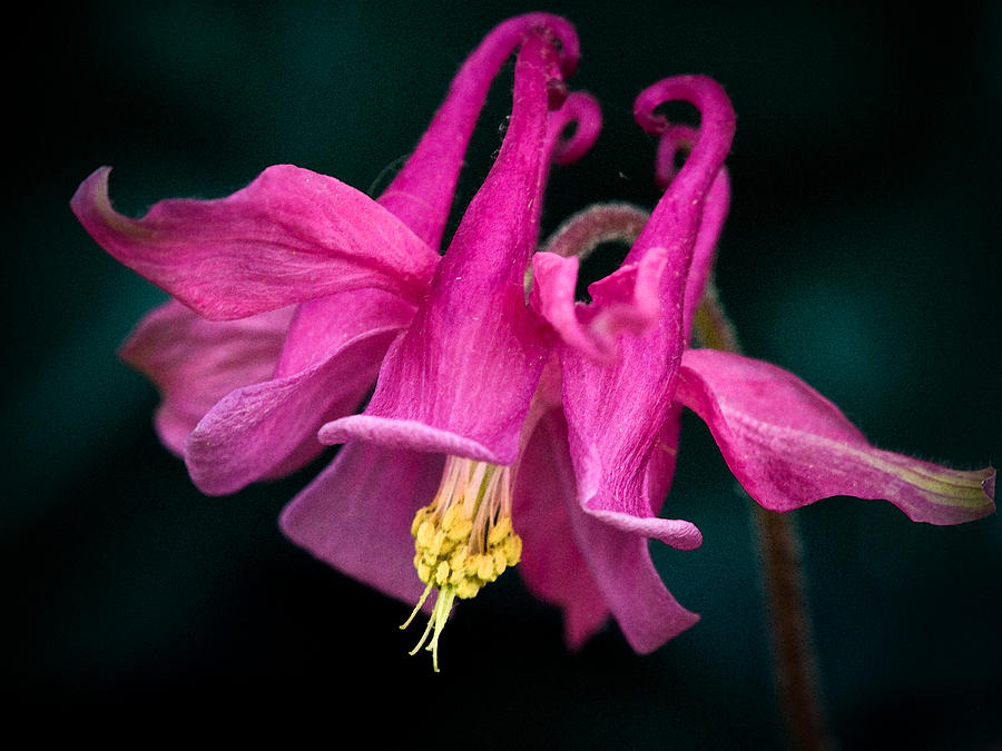 Columbine Flower Photograph by Craig Leaper