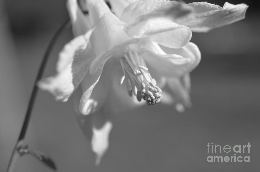 Columbine Flower in Black and White White Photograph by Lila Fisher-Wenzel
