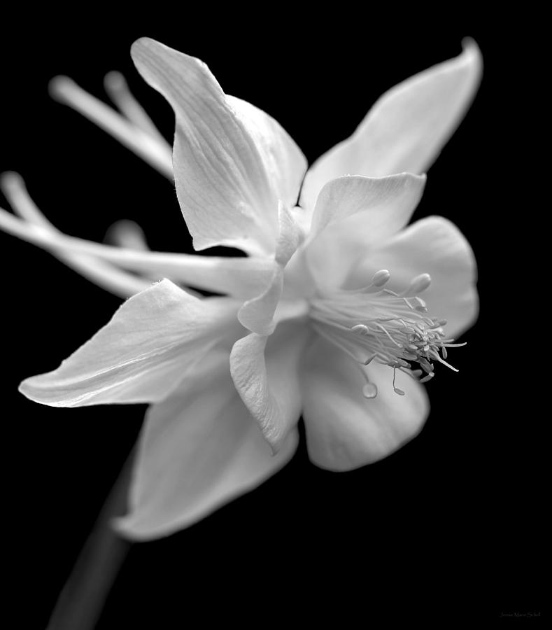 Columbine Flower Macro Black and White Photograph by Jennie Marie Schell