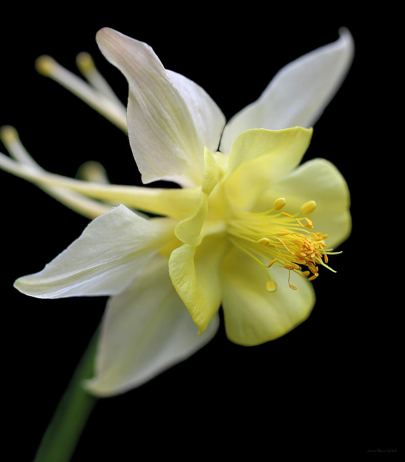 Columbine Flower Macro Photograph by Jennie Marie Schell