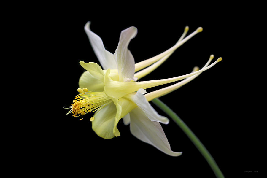 Columbine Flower Portrait Photograph by Jennie Marie Schell