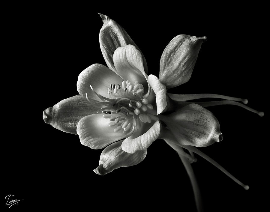 Columbine In Black And White Photograph by Endre Balogh