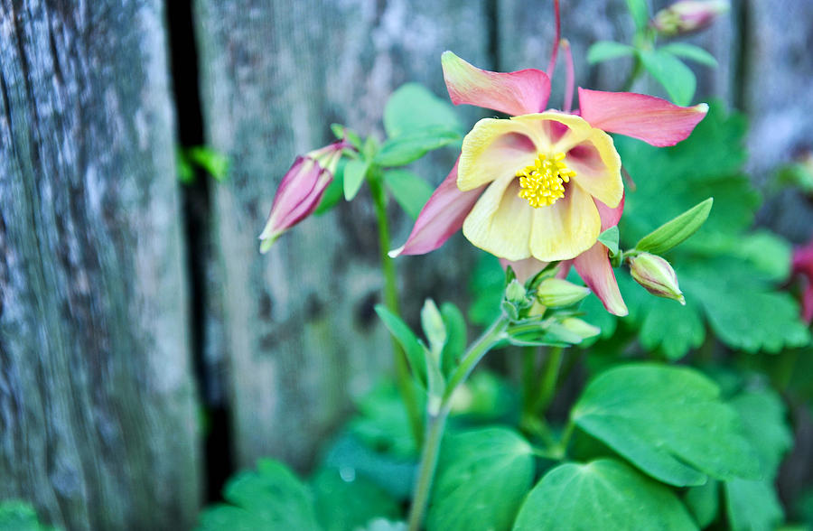 Columbine Photograph by Kelley Nelson