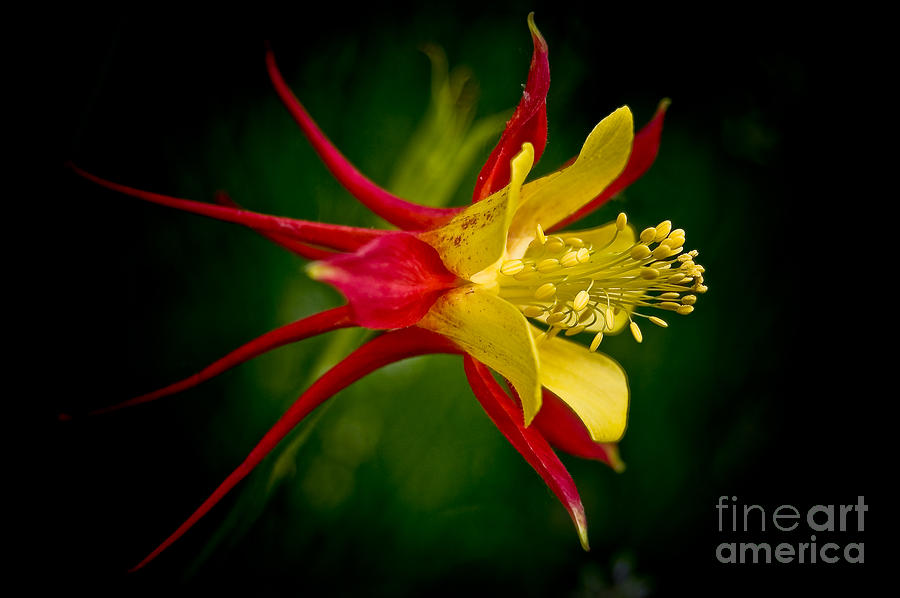 Columbine Photograph by Larry Carr
