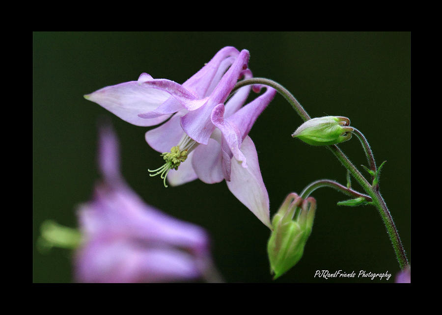 Columbine Photograph by PJQandFriends Photography