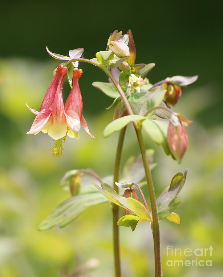 Flower Photograph - Columbine by Robert E Alter Reflections of Infinity