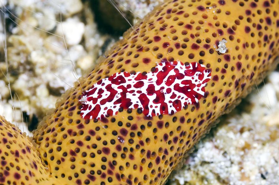 jelly cat fluffy starfish