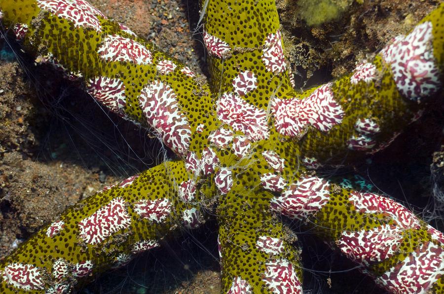 jelly cat fluffy starfish