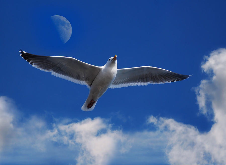 Seagull Photograph - Come Fly With Me by Daniel Lindquist