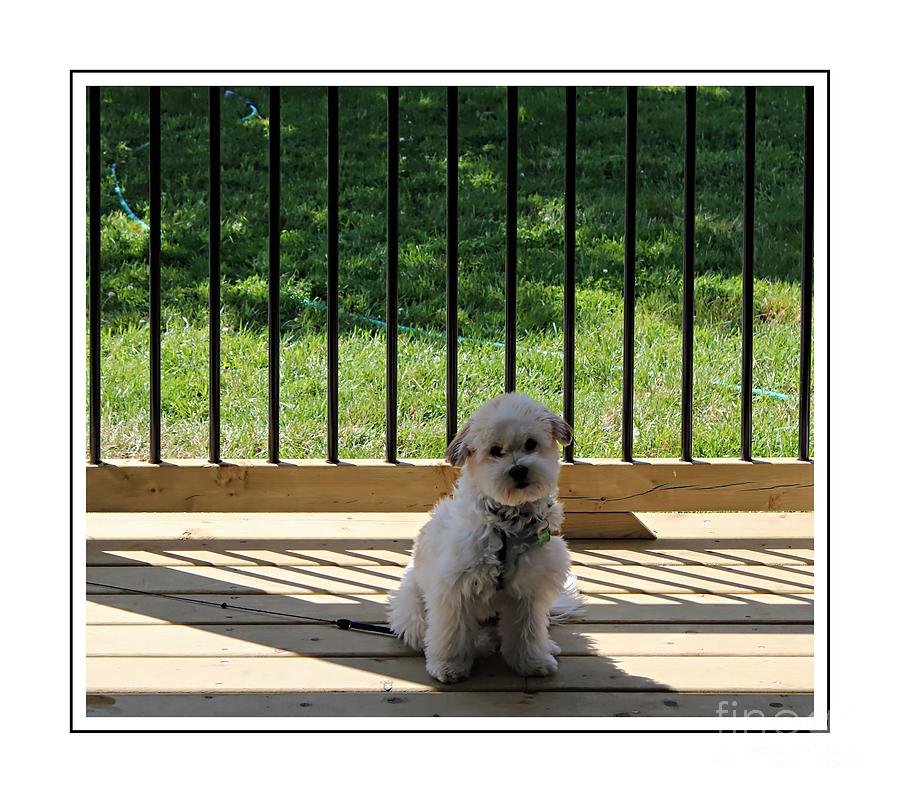 Dog Photograph - Come Out and Play With Me by Barbara A Griffin