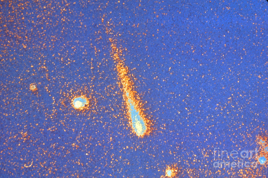 Comet Kohoutak Photograph by Nasa