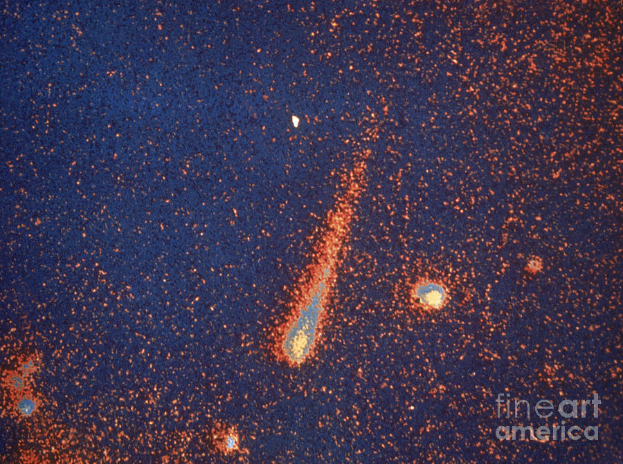 Comet Kohoutek Photograph by Nasa