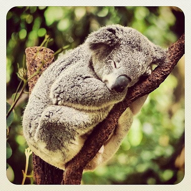 Nature Photograph - Comfy Koala by Addie Dordoma
