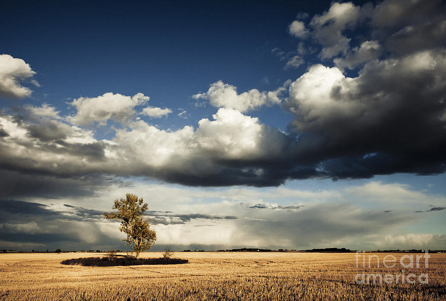 Tree Photograph - Coming Storm by RicharD Murphy