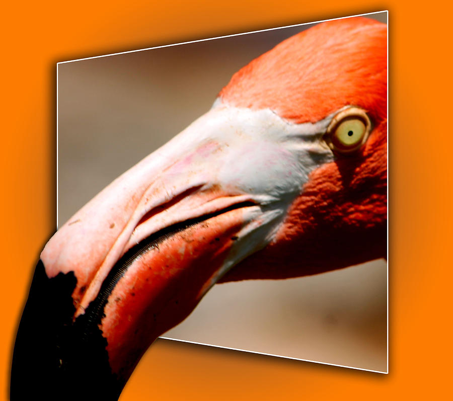 Flamingo Photograph - Coming to Get You by Elizabeth  Doran