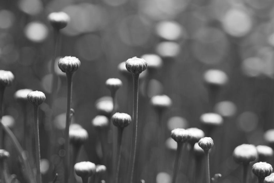 Coming Up Daisies Abstract in Black and White Photograph by Kathy Clark