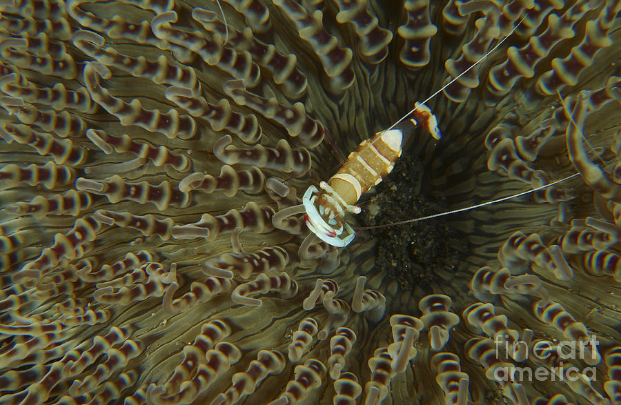 Nature Photograph - Commensal Shrimp On Brown Anemone by Mathieu Meur