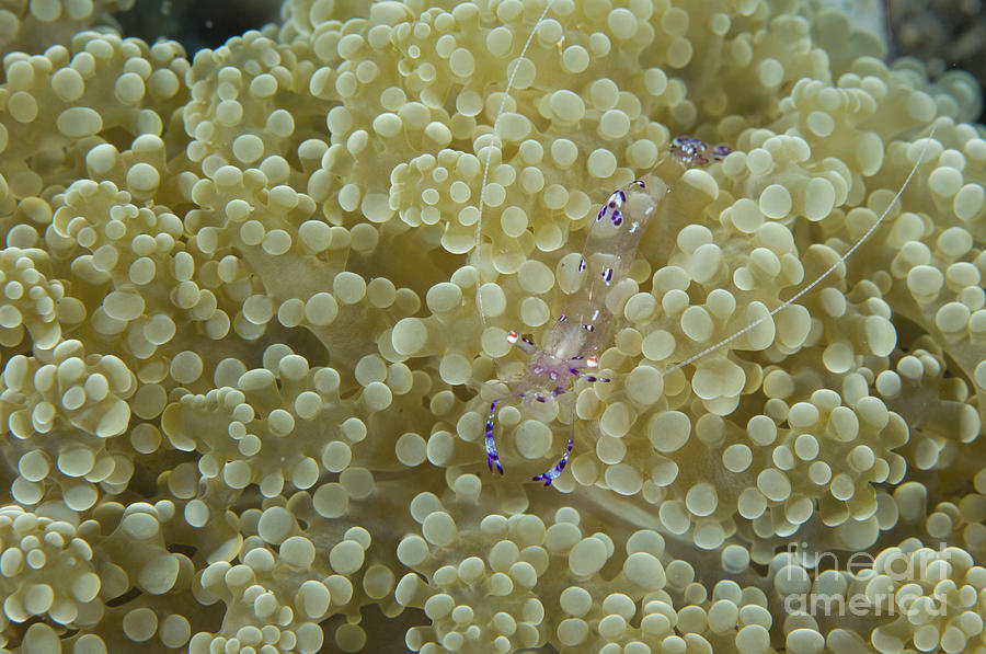 Commensal Shrimp On Soft Coral, Papua Photograph