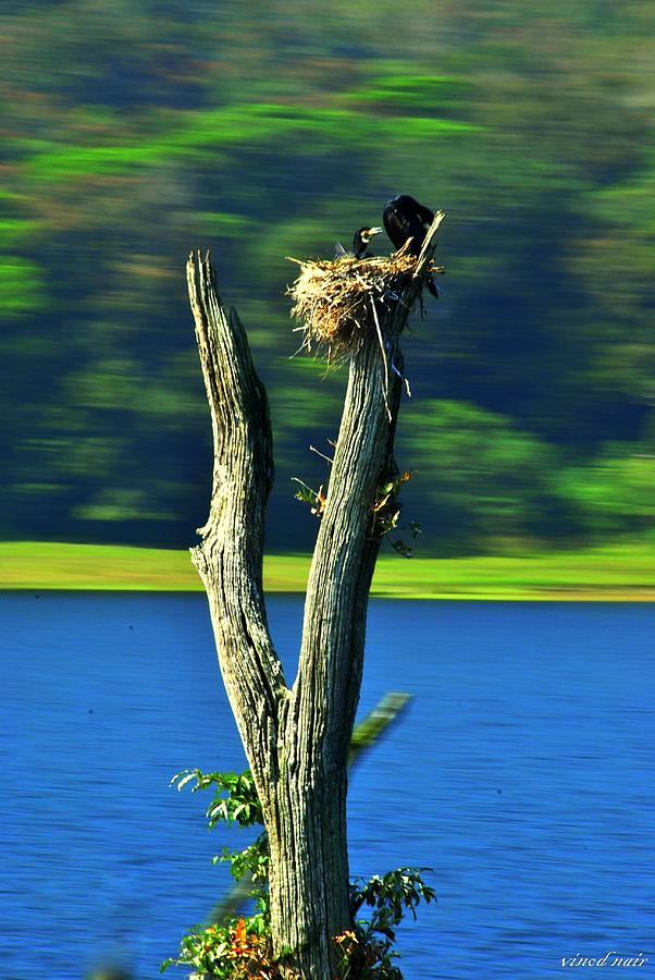Commerant Nest Photograph by Vinod Nair