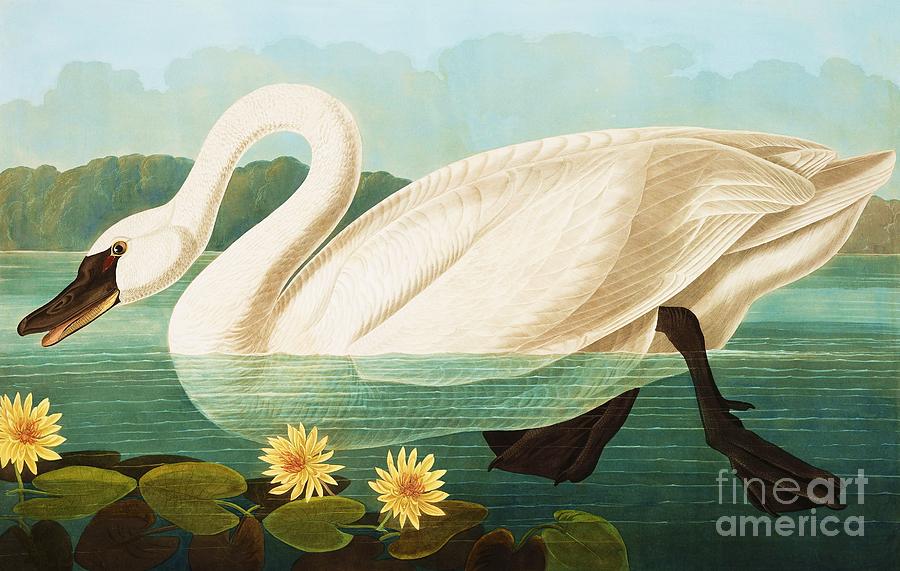 Common American Swan Painting by Thea Recuerdo