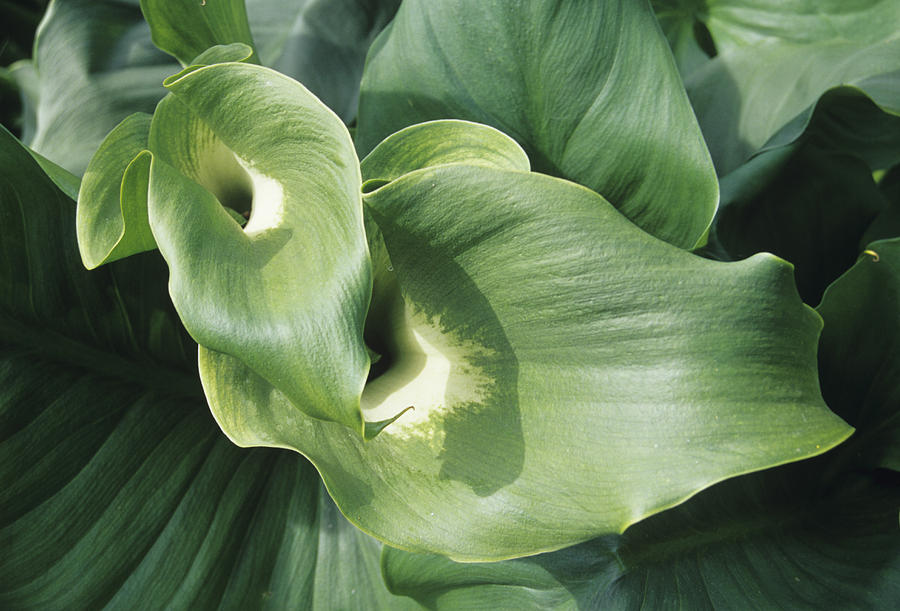 Common Arum Lily Leaves Photograph by Duncan Smith Fine Art America