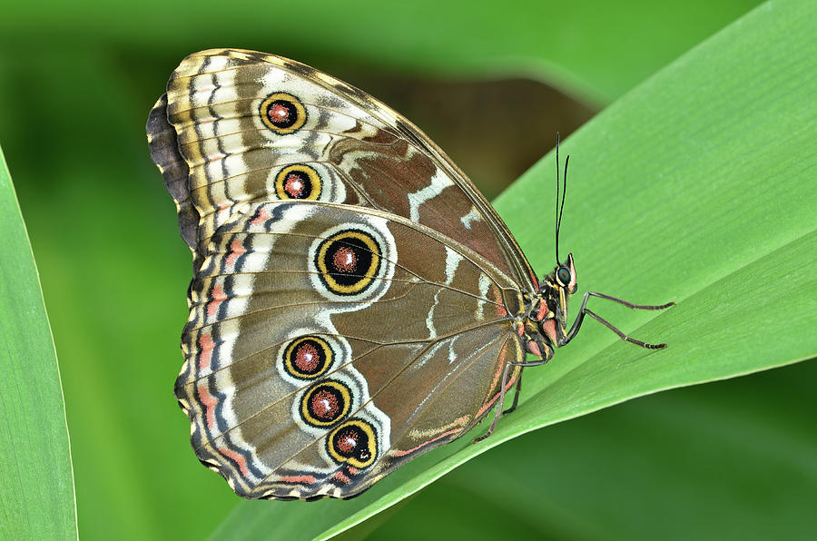 Common Blue Morpho Butterfly Photograph by Dean Pennala | Fine Art America