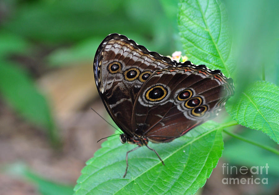 Common Blue Morpho Wings Folded Photograph by Ginger Harris - Fine Art ...