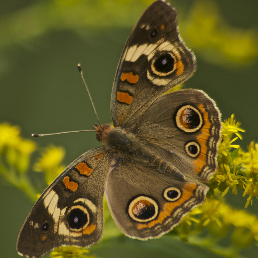 Common Buckeye Butterfly 3021 Photograph by Michael Peychich