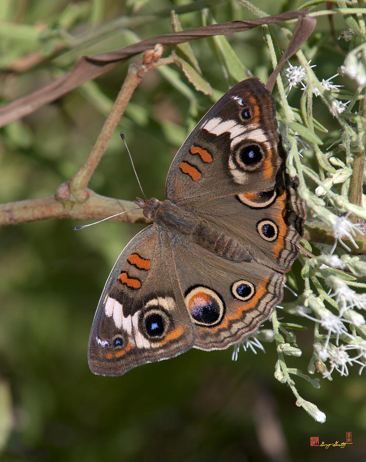 Common Buckeye Butterfly DIN182 Photograph by Gerry Gantt