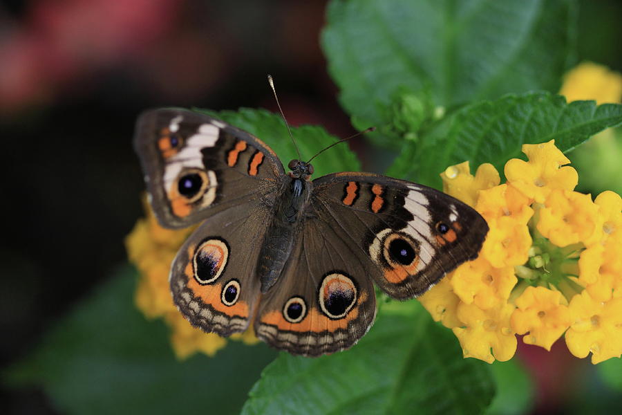 Butterfly Photograph - Common Buckeye by Rick Berk