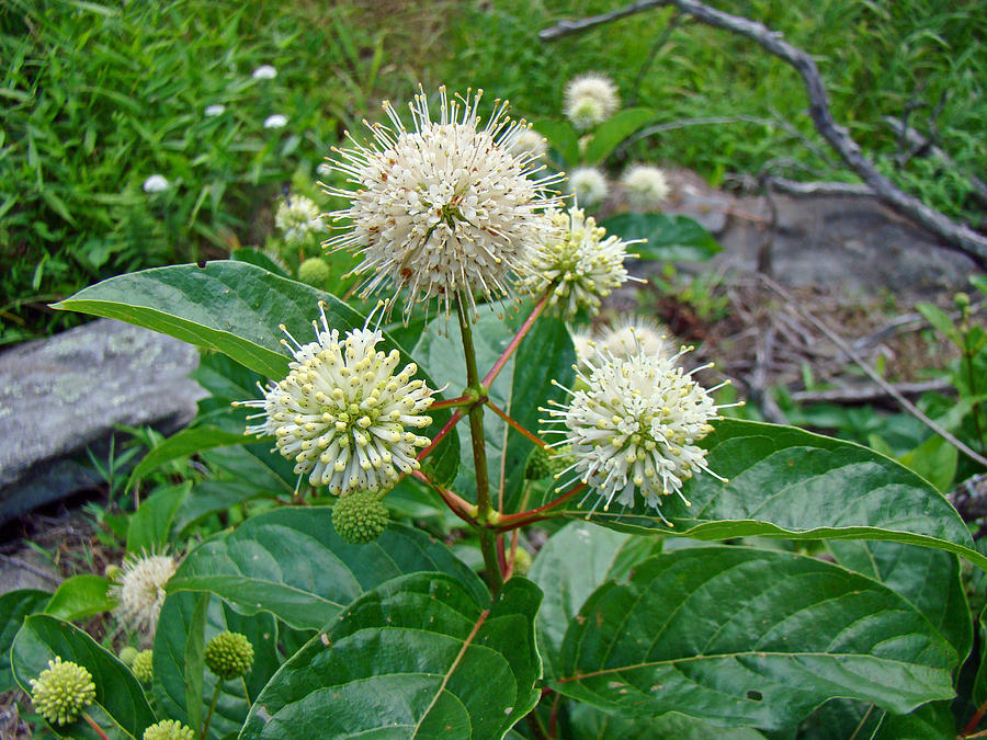 Common Buttonbush - Cephalanthus Occidentalis Photograph by Mother Nature