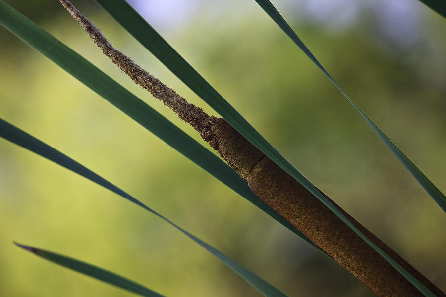 Common Cattail Photograph by Perla Copernik