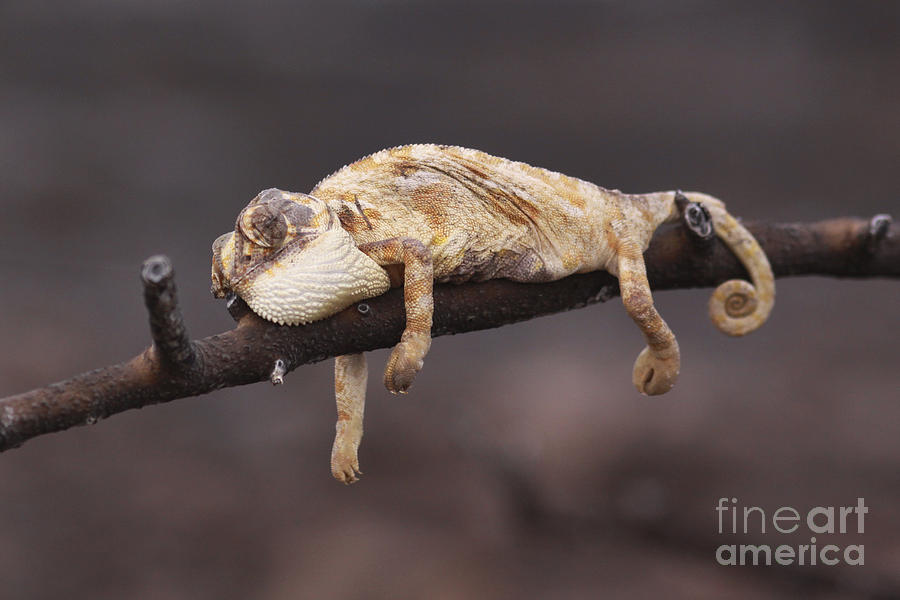 Common Chameleon  Photograph by Alon Meir