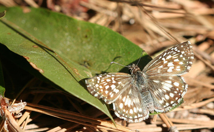 Butterfly Photograph - Common Checkered Skipper by April Wietrecki Green