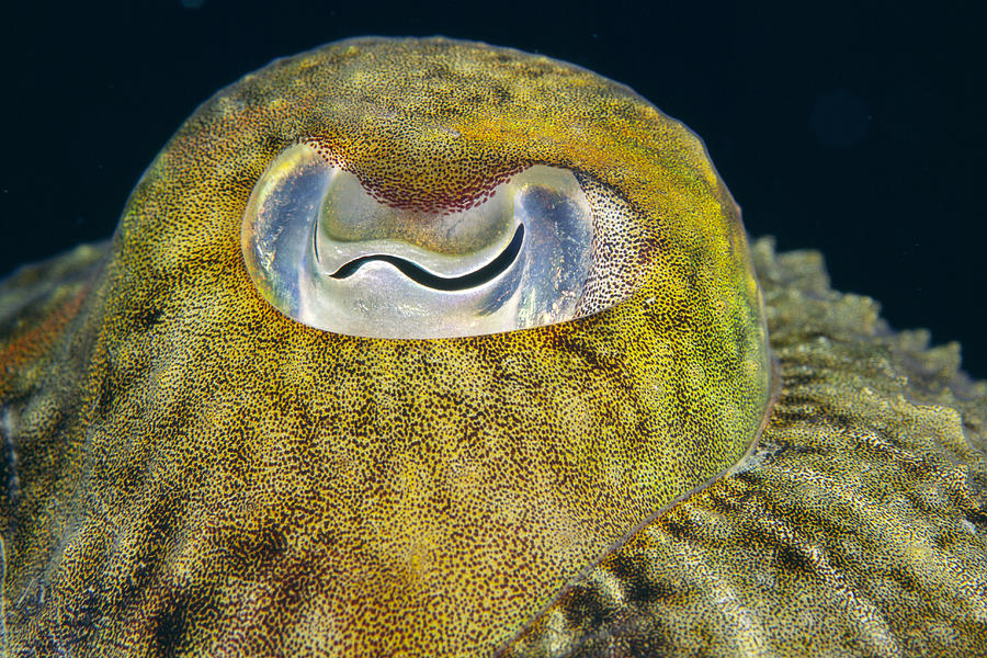 Common Cuttlefish's Eye Photograph by Alexis Rosenfeld